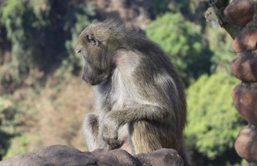 Zambian Baboon