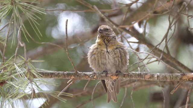 Male Red crossbill on a branch in Talassemtane National Park Morocco, Africa
