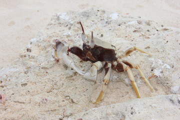 Crab on beach