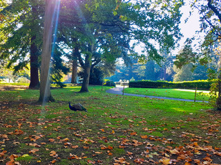 Wild peacock in British Park - Warwick,  Warwickshire, United Kingdom