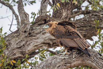 Bateleur Eagle in Kruger National park, South Africa ; Specie Terathopius ecaudatus family of Accipitridae