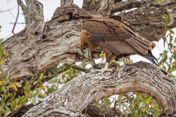 Bateleur Eagle in Kruger National park, South Africa ; Specie Terathopius ecaudatus family of Accipitridae