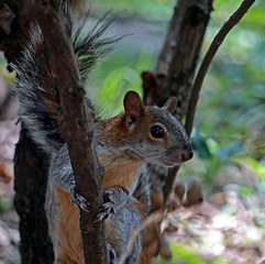 Obraz premium Ardilla