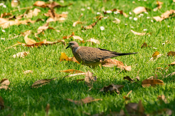 Wood Pigeon in the Leaves