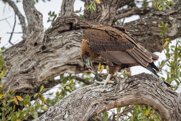 Bateleur Eagle in Kruger National park, South Africa ; Specie Terathopius ecaudatus family of Accipitridae