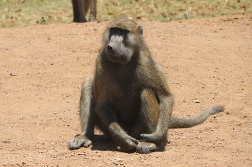 Zambian Baboon