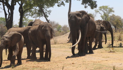 Zambian Elephant