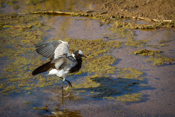 Blacksmith Lapwing in Kruger National park, South Africa ; Specie Vanellus armatus family of Charadriidae