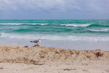 Fototapeta na wymiar Seagull on beach by ocean waves in Miami Beach, Miami, Florida, USA