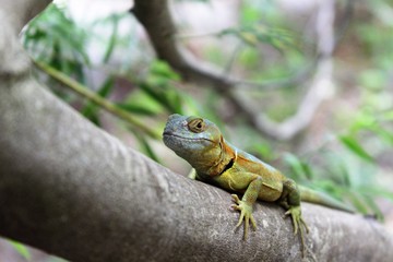 Reptil 