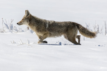 Snowy Coyote