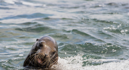 Fototapeta premium Sea Lion Playing in the Pacific Ocean in La Jolla, California