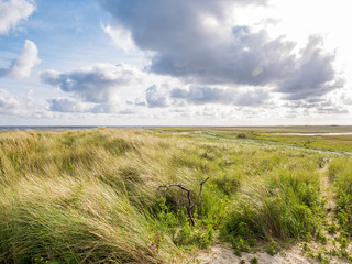 View from Boschplaat with salt marshes and dunes on Terschelling island to tidal flats at low tide of Waddensea, Netherlands