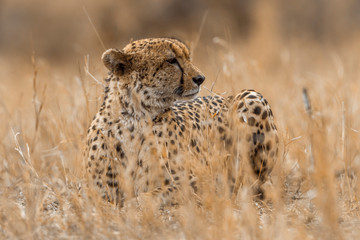 Cheetah in Kruger National park, South Africa ; Specie Acinonyx jubatus family of Felidae