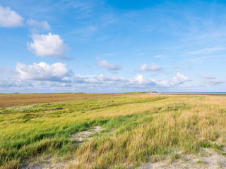Obraz premium Salt marshes with sand couch and marram grass and sea lavender in nature reserve Boschplaat on island Terschelling, Netherlands