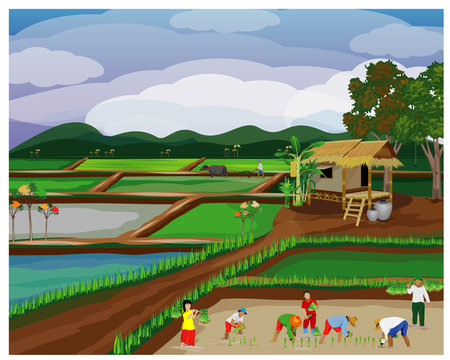 farmer transplant rice seeding in paddy field vector design