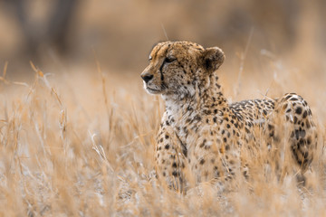 Cheetah in Kruger National park, South Africa ; Specie Acinonyx jubatus family of Felidae