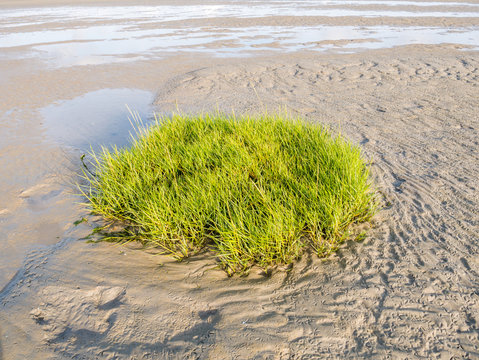 Sandflat at low tide with sod of common cordgrass, Spartina anglica, Waddensea, Netherlands