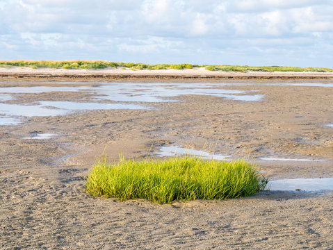 Common cordgrass, Spartina anglica, growing on tidal flat near beach of nature reserve Boschplaat, Terschelling, Netherlands