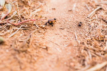 Ants in a row walking looking for food.