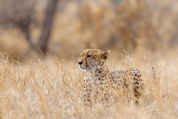 Cheetah in Kruger National park, South Africa ; Specie Acinonyx jubatus family of Felidae