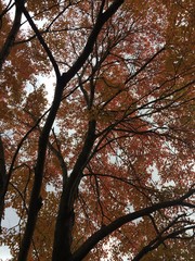 tree in autumn