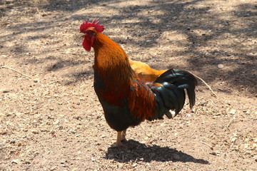 Rooster