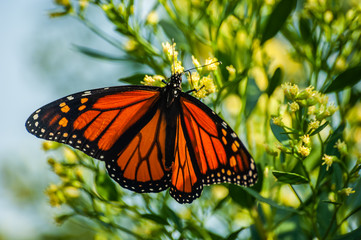 Butterfy1