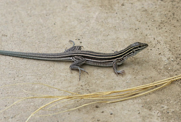 Obraz premium Six-lined Racerunner (Aspidoscelis sexlineata) on a path, shot in Highline Lake State Park, Mesa County, Colorado.