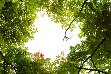 Top view with tree branch and blue sky