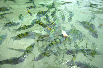 feeding damsel fish in nature