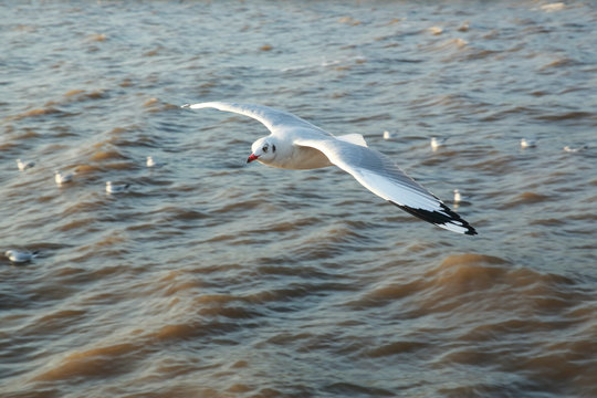 top view flying seagulls in ocean
