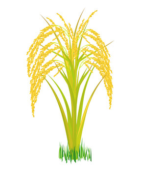 rice plant vector design