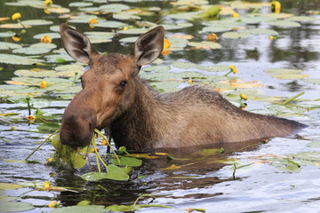 Female moose eating yellow flowers, Alaska