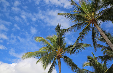 Obraz na płótnie Canvas Palm trees on blue sky, Hawaii