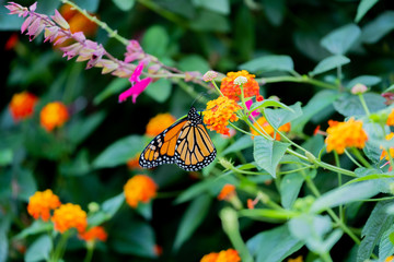 Monarch Butterfly Orange Flowers