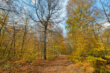 Colorful stunning autumn forest landscape in October.