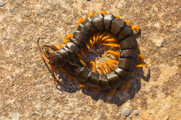Mediterranean banded centipede. Scolopendra cingulata.