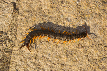 Mediterranean banded centipede. Scolopendra cingulata.