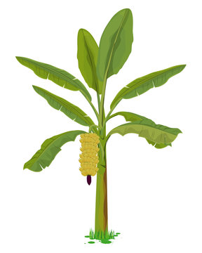 banana tree vector design