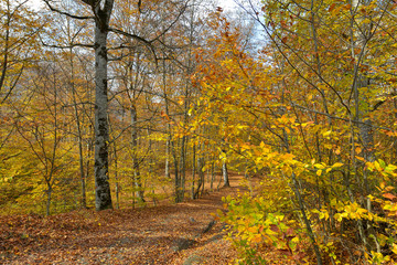 Naklejka na ściany i meble Colorful stunning autumn forest landscape in October.