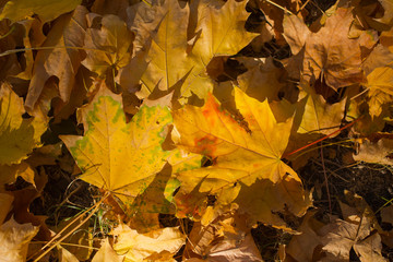 Field of maple leaves. Autumn carpet. Trees threw off foliage.