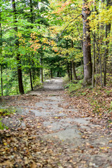 walking path through the woods