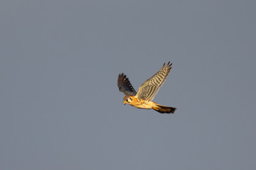 Close view of a male kestrel flying in the wild - obrazy, fototapety, plakaty