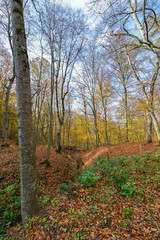 Colorful stunning autumn forest landscape in October.