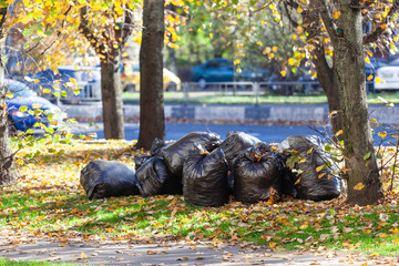 packed black garbage bags near the tree