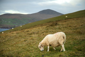 Irish Sheep in Slea Head, Dingle Circle, Ireland
