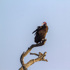 Lappet faced Vulture in Kruger National park, South Africa ; Specie  Torgos tracheliotos family of Accipitridae