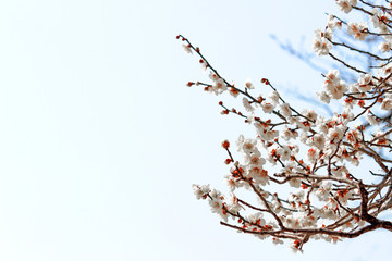 Japanese plum blossoms in early spring