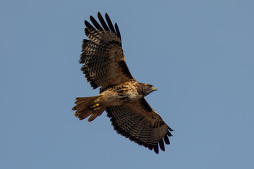 Red-tailed hawk flying, seen in the wild in North California